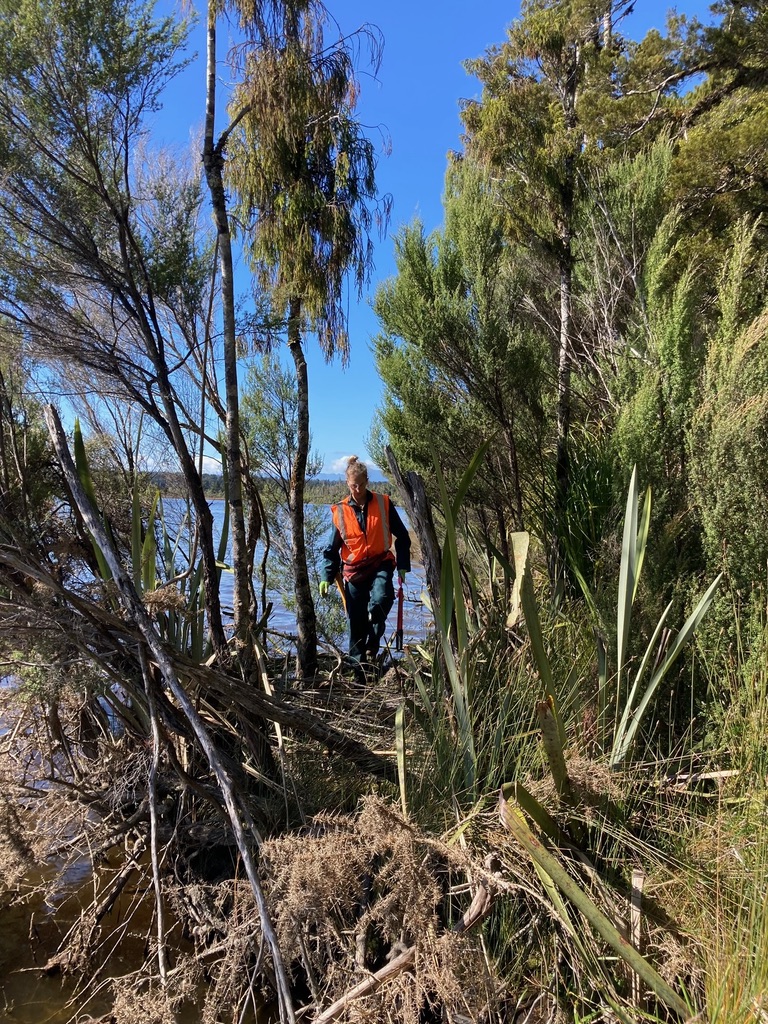 Volunteer looking for gorse