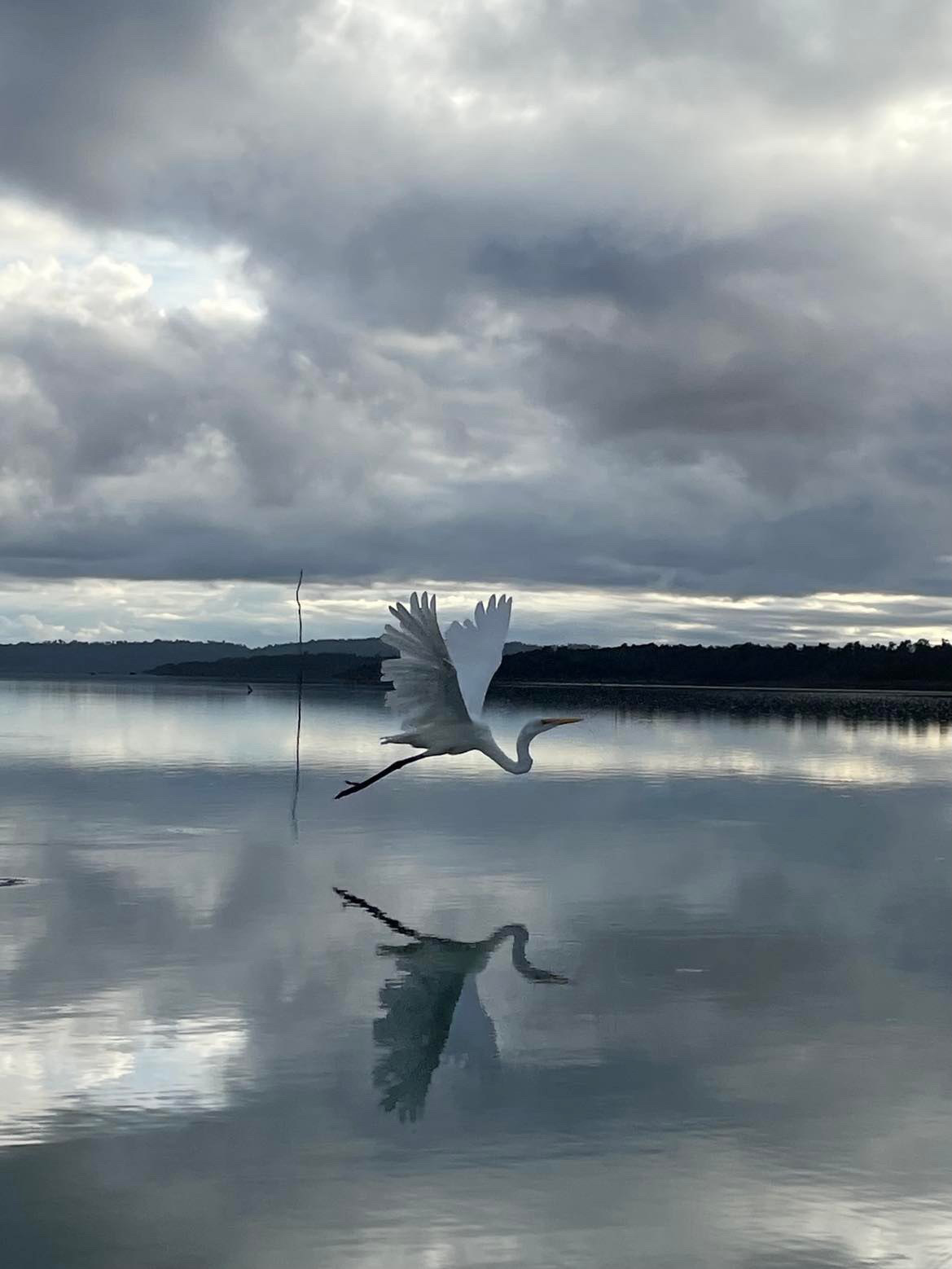 White heron in flight