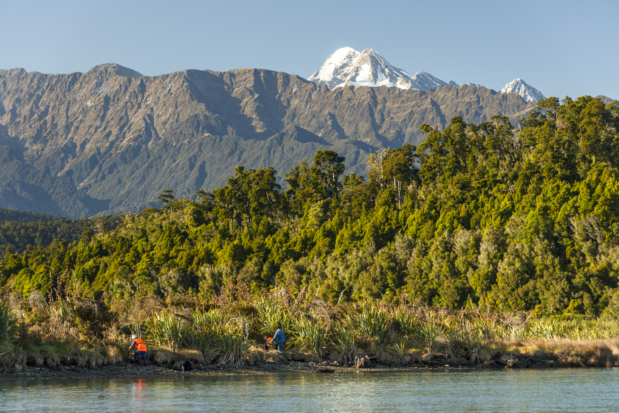 GorseBusters under the mountains at Ōkārito Lagoon